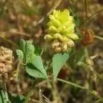 Полевой клевер имеет желтые цветы