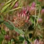 клевер однолетний