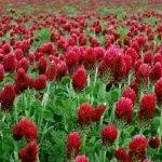 Клевер инкарнатум имеет красные цветки.