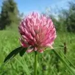 Trifolium pratense - трава с розовыми цветками.