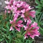 Trifolium alpinum - трава