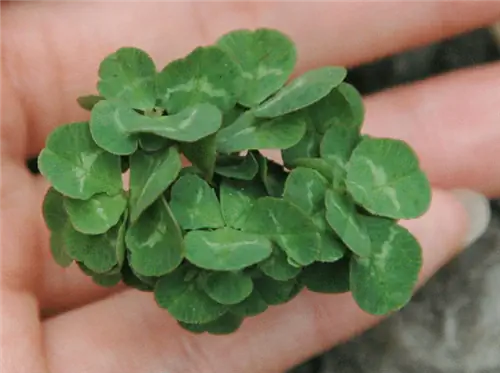 Клевер может иметь много листьев