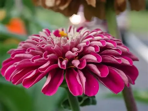 Циния - это весеннецветущее растение.