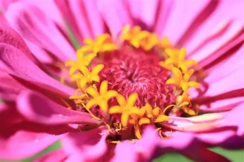 Цветы циннии могут быть различной окраски.