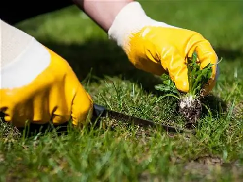 как эффективно избавиться от сорняков навсегда