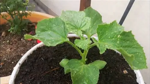 как посадить дыни и арбузы в горшок