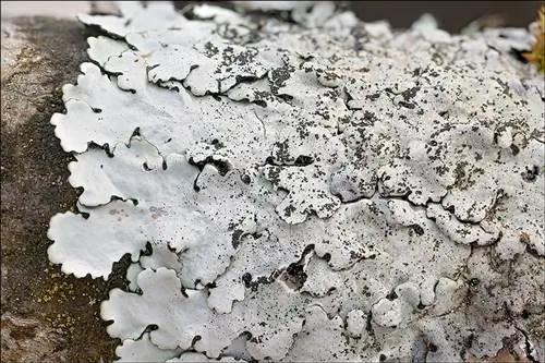 Parmelia tiliacea - лишайник