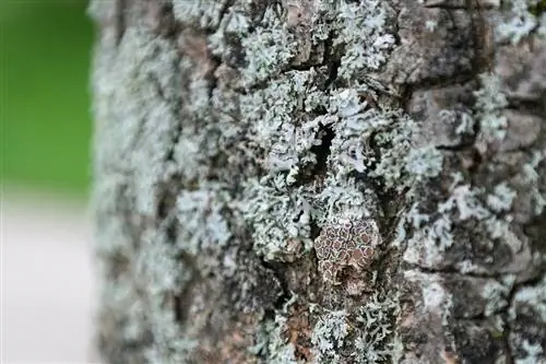 Parmelia tiliacea можно найти в центральной и южной Испании.