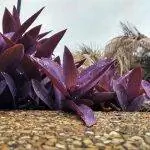 Глиттер - это растение, которое может расти на камнях.