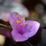 Блеск имеет розовые цветы