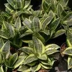 Сансевьера - маленькое растение.