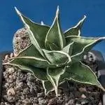 Сансевьера пингвикула - это разновидность небольших суккулентов.