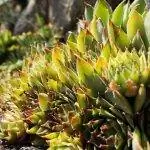 Sempervivum - выносливые суккуленты