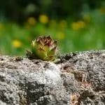 Sempervivum без проблем растут на камнях