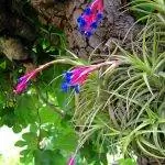 Воздушная гвоздика - небольшое растение