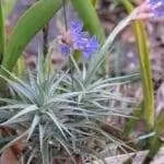 Воздушная гвоздика - растение, которое живет на камнях