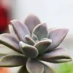 Эхеверия живет на стенах