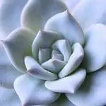 Эхеверия - суккулент.