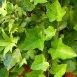 Плющ - это альпинист, который живет на стенах.