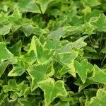 Плющ - быстрорастущее растение.