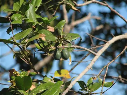 Плоды Apollonias barbujana похожи на оливки.
