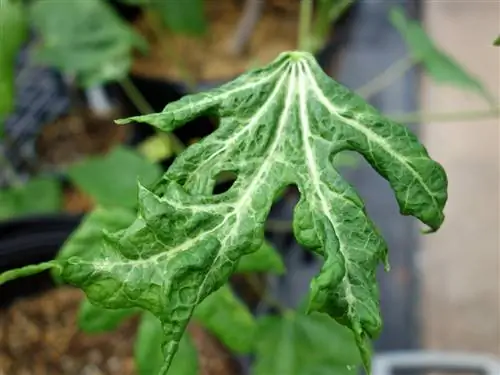 Белый паук - распространенный вредитель