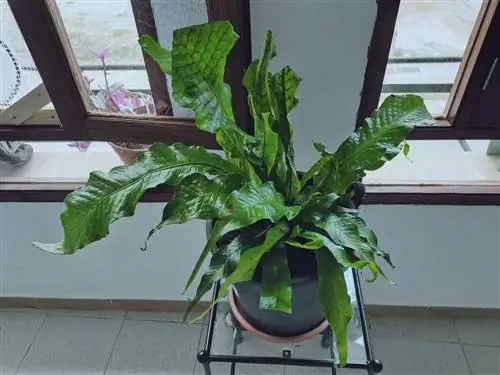 Аллигаторовый папоротник среднего размера.