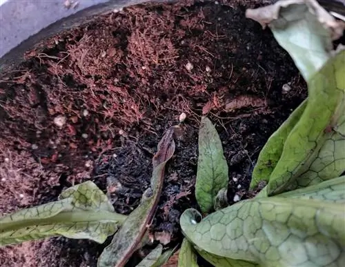 Субстрат для крокодилового папоротника должен быть качественным