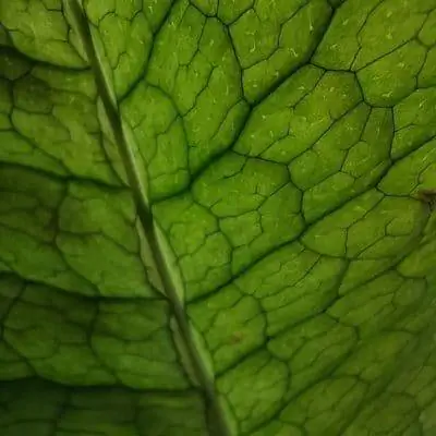 Крокодиловый папоротник не переносит холода.