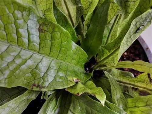 Крокодиловый папоротник (Microsorium musifolium ‘Crocydyllus’)