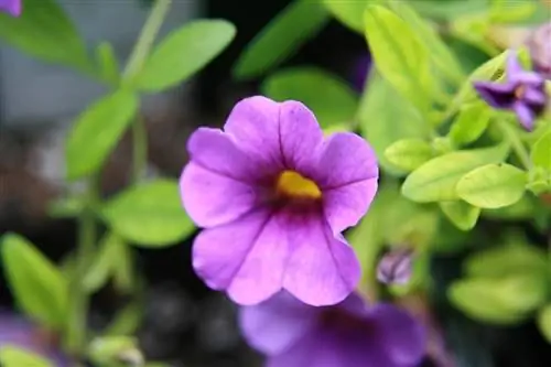 Петуния калибрахоа (Calibrachoa hybrida)