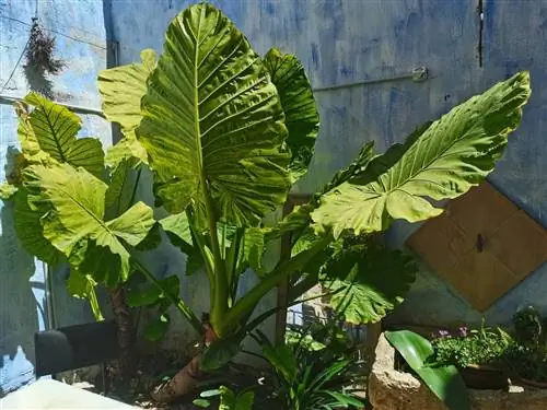 Слоновье ухо - растение, которое может расти в оконном ящике