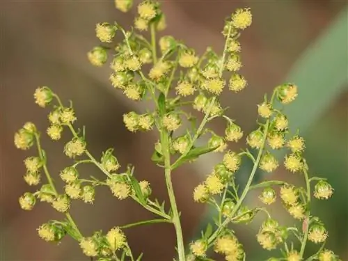 Самый важный уход за Artemisa Annua
