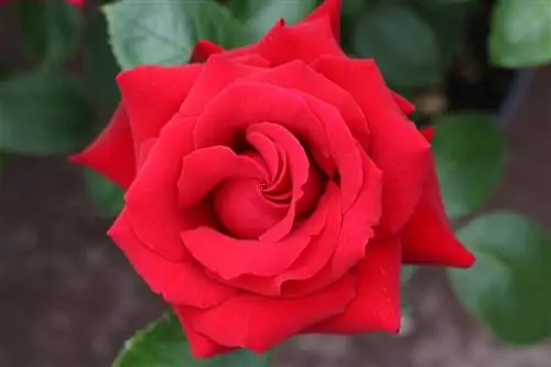 Можно ли использовать ножку для посадки черенка розы?