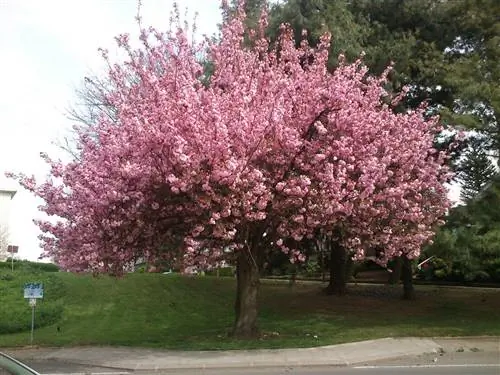 Prunus serrulata - листопадное дерево