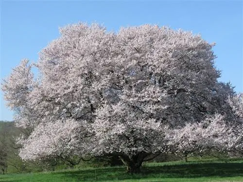 Prunus subhirtella - разновидность японской вишни.