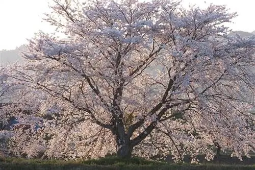 Prunus yedoensis - сорт японской вишни.