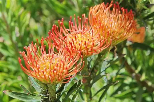 Leucospermum cordifolium - тропический кустарник.
