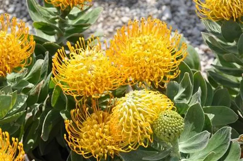Leucospermum cordifolium может иметь желтые цветки.