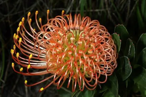 Leucospermum cordifolium - тропический кустарник.