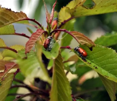 вредители вишневого дерева и симптомы