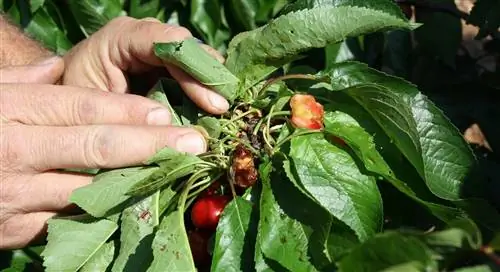 вредители вишневого дерева