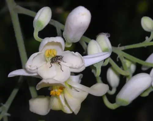 Моринга имеет белые цветы