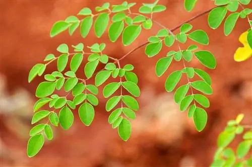 Моринга (Moringa oleifera)