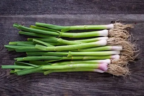 урожай лука-порея урожай