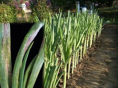 выращивание лука-порея в домашних условиях