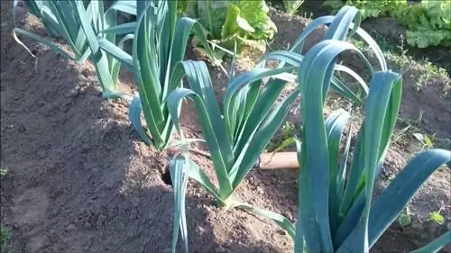 Выращивание лука-порея