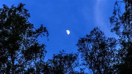 Луна может влиять на растения