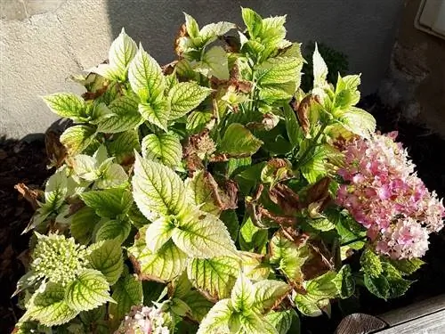 Хлороз - распространенная проблема растений.