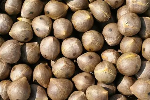 Семена пальм сеют летом